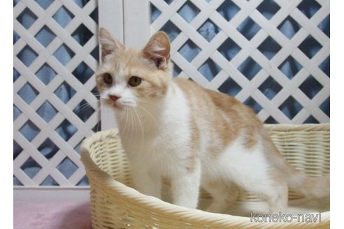 販売中のマンチカンの親猫